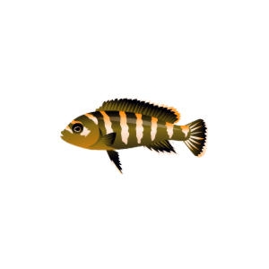 Yellow Demasoni Cichlid